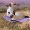 Love Siamese Love