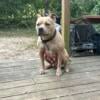 Rehoming Female Bully