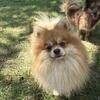 Pomeranian stud