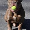 Olde English Bulldogge 