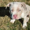 American bully xl puppies