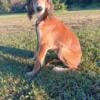 AKC Saluki puppies for sale