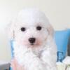 Rachel Precious Female Bichon Frise Puppy