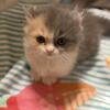 TICA Daisy and Percys Minuet Litter