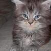 Male Purebred Maine Coon Kitten