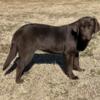 English Style Labrador Retrievers for Sale