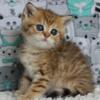 NEW Elite British kitten from Europe with excellent pedigree, male. Nike