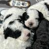 Mini/Toy Poodles