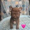 Beautiful rojo female frenchie puppy