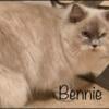 Ragdoll Retired Breeders. TICA Registered