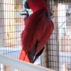 Eclectus pair for sale $4,500