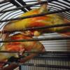 Sweet handfed pineapple conures