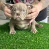 Bully Brain Freeze pups 7863170366