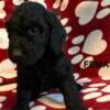 Golden Doodle Puppies For Sale