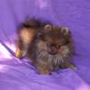 Teddy Bear Chocolate Pomeranian Puppy Female