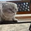 4 year old Scottish fold for sale 