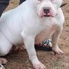Female american bully