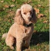 AKC Apricot Mini Poodle