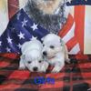 AKC Australian cattle dogs