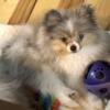 Akc blue parti female Pomeranian puppy