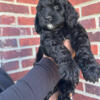 F2B Golden-Doodle Puppies Available (4 Puppies Left!)