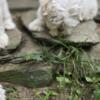 Two adorable boy Maltese puppies