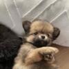 Pomchi puppies available