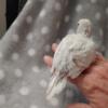 Baby Handfed English budgie parakeets