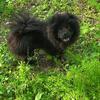 Female Black chow chow puppies