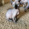 Sphynx kittens ready to go, no deposit needed