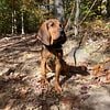 bloodhound looking for a Sir to breed to our female