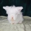 Teddywidder rabbits, 8 weeks old