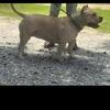 Female American bully