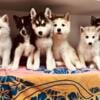 Beautiful puppies!  Pomskies!  Amazing husky/Pomeranian!