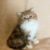 Gorgeous Golden Ragamuffin Kittens - TICA Registered