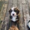 Bernedoddle pups for sale