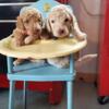 Goldendoodle puppies super curly