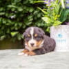 Gorgeous AKC Bernese Mountain Dog Puppies