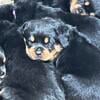 Huge Beautiful Rottweiler Puppies