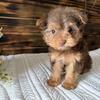 Chocolate baby yorkie (female)