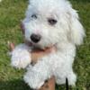 Bichonpoo is looking for a new home!