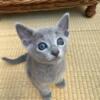 Russian blue kittens ready to leave