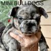 WALLENS MINI Bulldogs