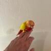 Baby Sun Cheek Conures