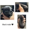 Pug puppies! Male and females!