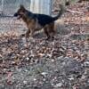 12 month old male stock coat red and black gsd