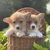 Pembroke Welsh Corgi puppies!