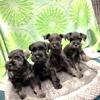 Miniature schnauzer puppies