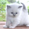 Ragdoll Kitten Kittens Male Female Blue Lilac Point Pointed Bicolor White Mitted For Sale Purebred Tica Family Raised