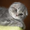 Beautiful female Scottish Fold Kitten